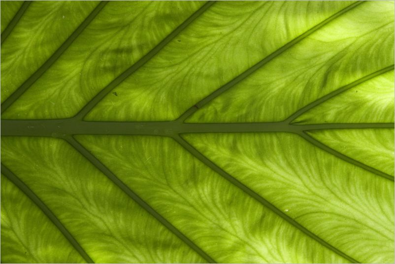 Backlit Botanical DeWane Stone